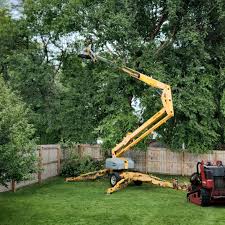 Trusted Emmaus, PA Tree Removal and Landscaping Services Experts